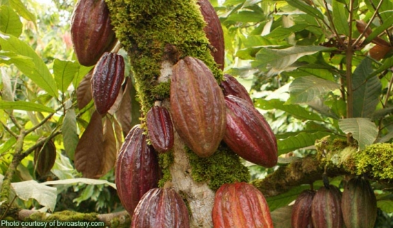 ? Cacao, noix de cajou, caoutchouc : comment se portent les filières fers de lance de l’agriculture ivoirienne