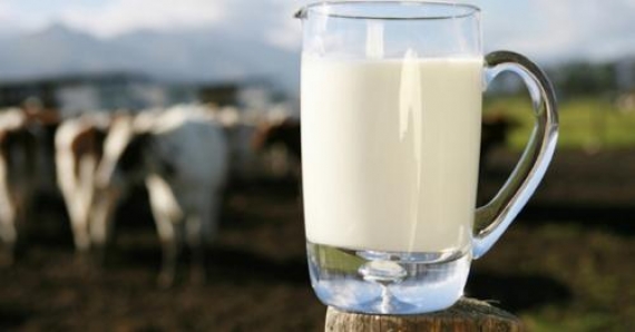 المركّبات الفلاحية في سليانة توفّر 8 آلاف لتر من الحليب يوميا