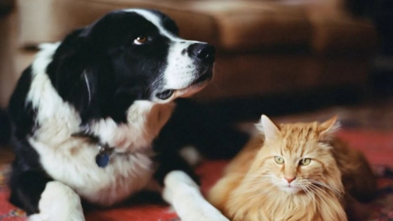 لماذا يختلف سلوك القطط عن الكلاب عندما يهاجم الغرباء أصحابها؟