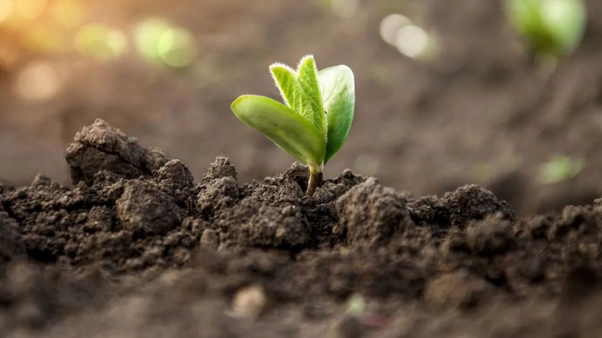 ...Et les plantes conquirent la terre