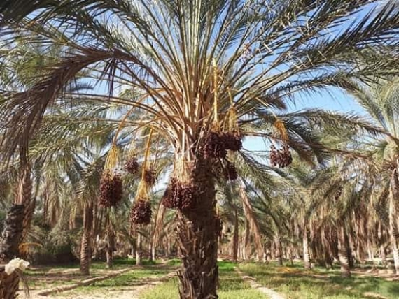 المهرجان الوطني واحة الطفولة... دورة الطفل المبدع ……